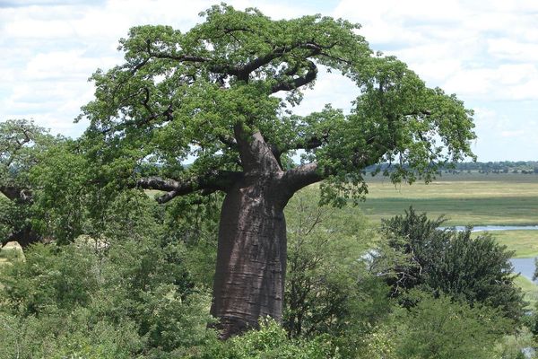 Dead-rat-tree