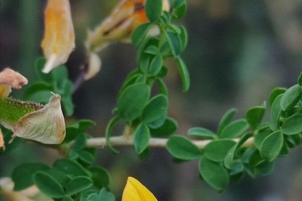Adenocarpus telonensis