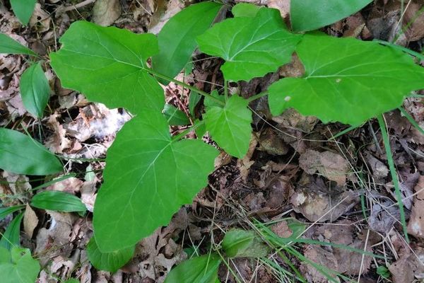 Trailplant