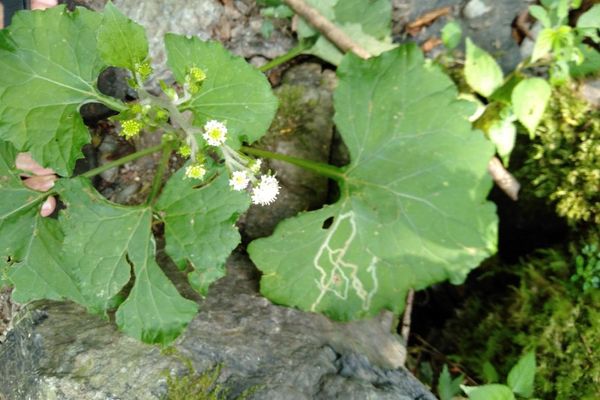 Adenocaulon himalaicum
