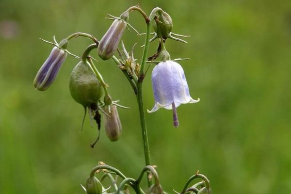 Giant-bellflower