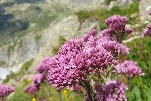 Adenostyles alpina