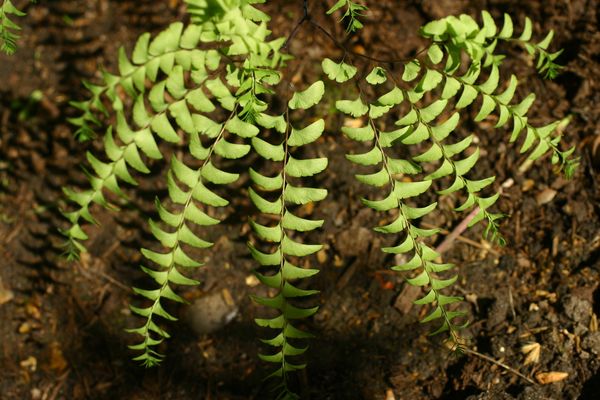 Adiantum aleuticum