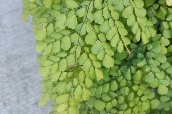Maidenhair fern