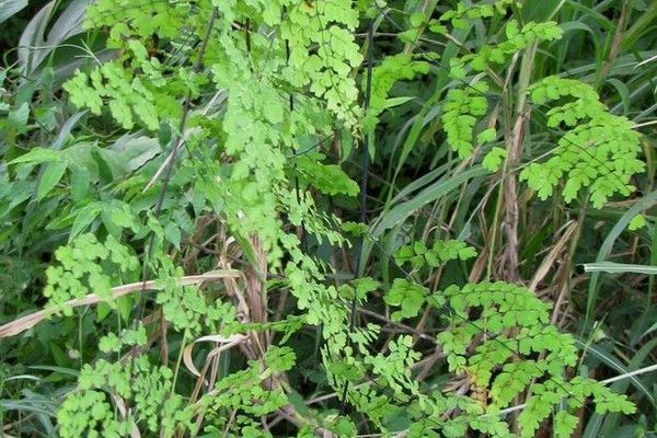 Polished maidenhair