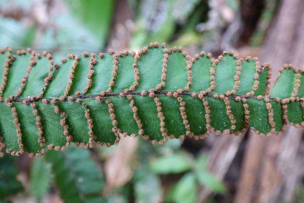 Rough maidenhair fern