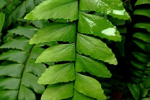 Broadleaf maidenhair