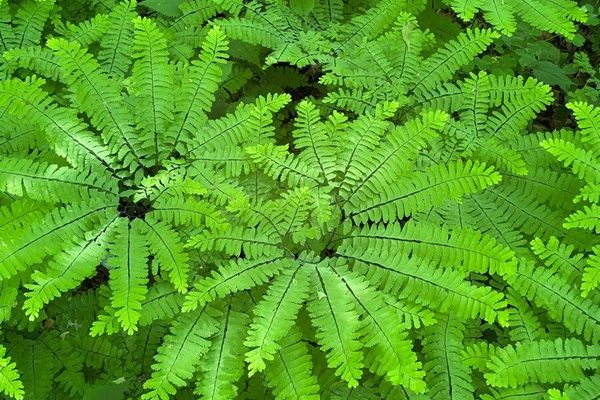 Northern maidenhair