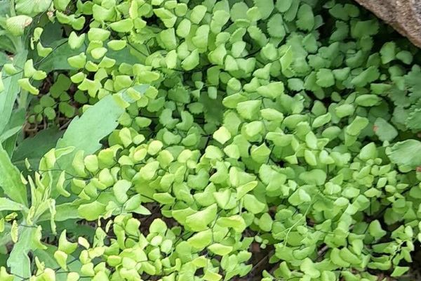 Mexican maidenhair