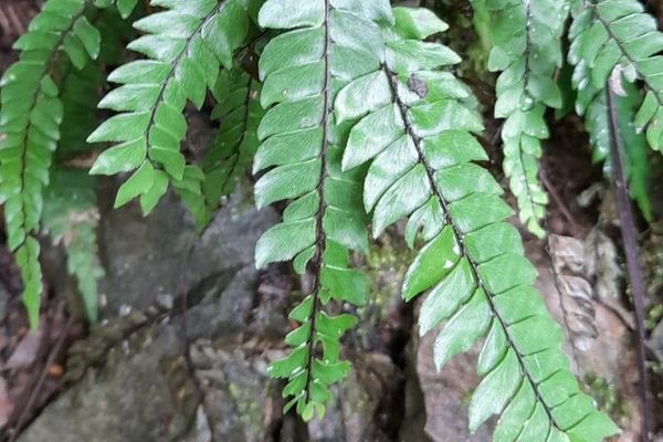 Glossy maidenhair