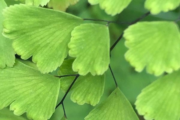 Delta maidenhair fern