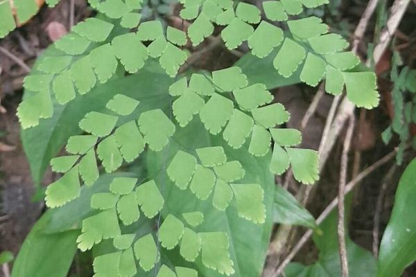 Brittle maidenhair