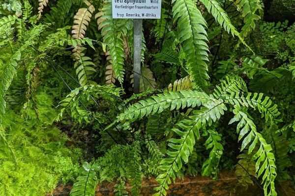 Fourleaf maidenhair