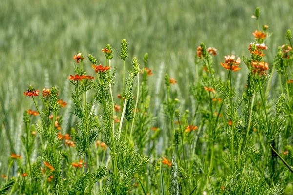 Summer pheasant's-eye