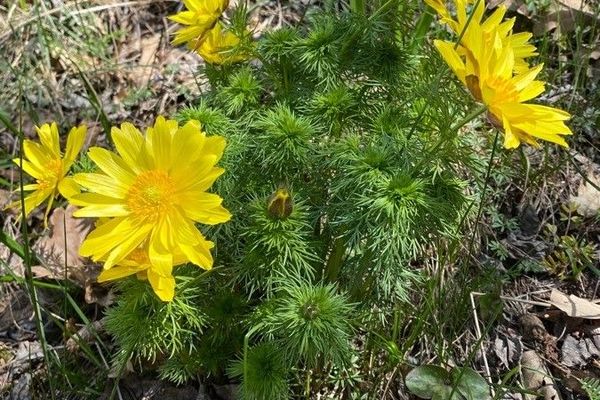 Spring adonis