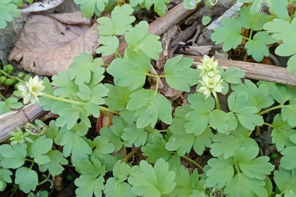 Moschatel