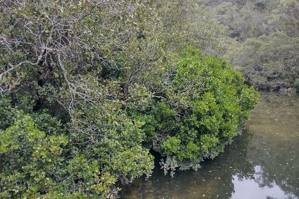 River mangrove