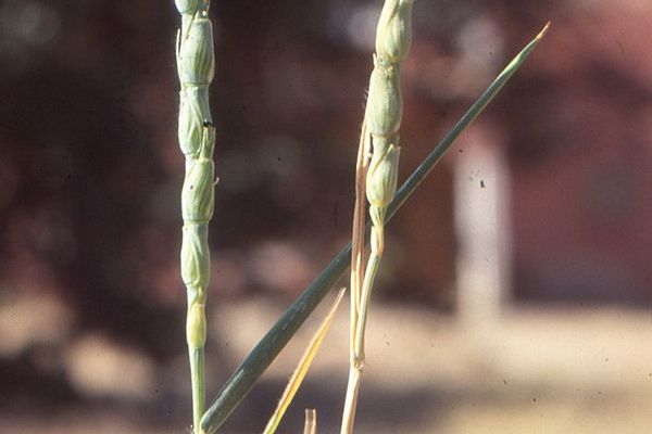 Jointed goat grass