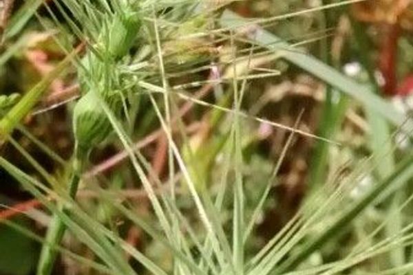 Ovate goat grass