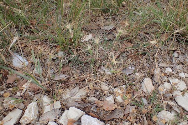 Three-awn goat grass