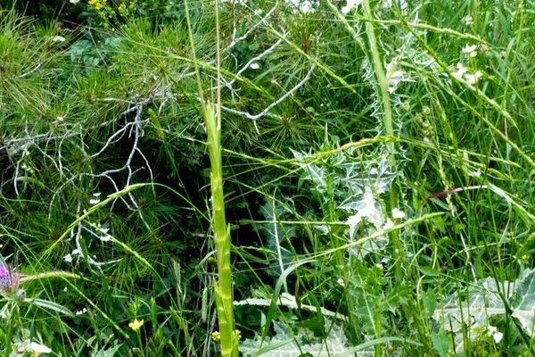 Goatgrass