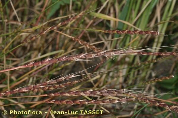 Tausch's goat grass