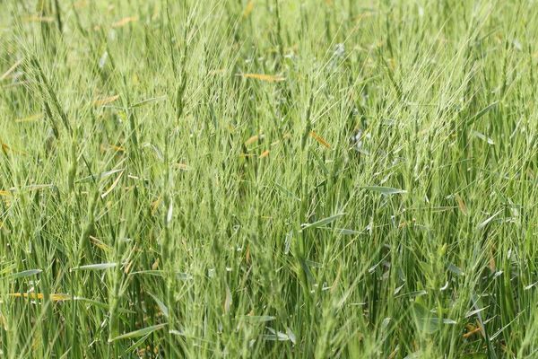 Jointed goat grass