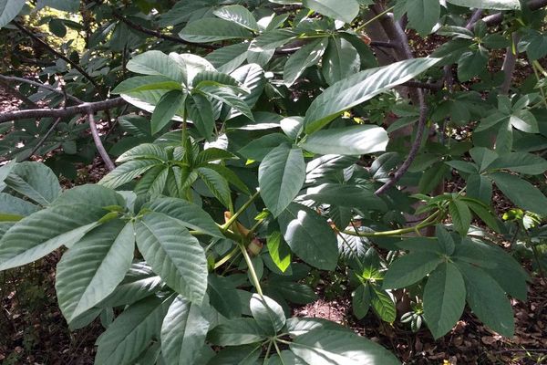 California buckeye