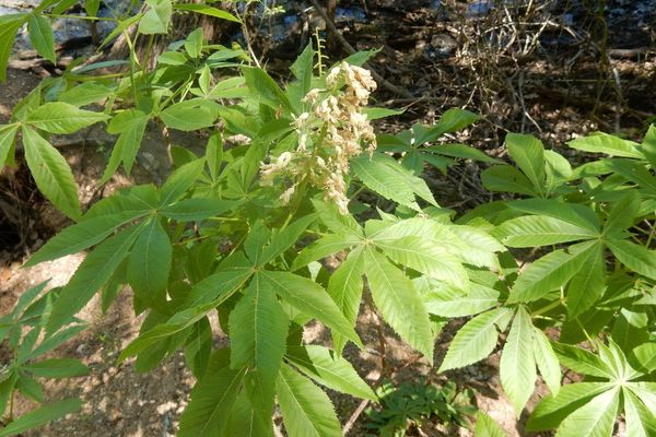 Ohio buckeye