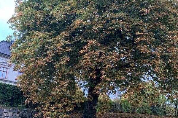 Horse-chestnut