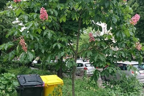 Red buckeye