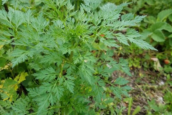 Fool's-parsley