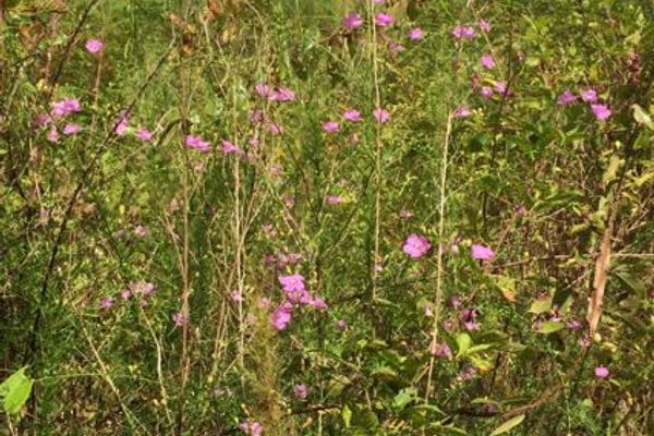 Purple false foxglove