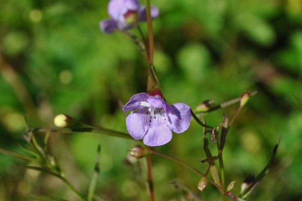 Slender false foxglove