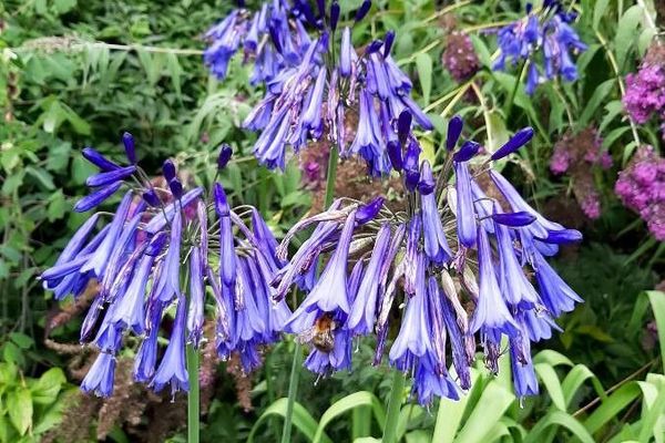 African-lily