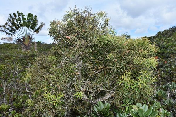 Agarista salicifolia