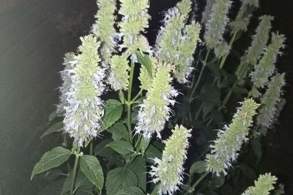 Chinese giant-hyssop