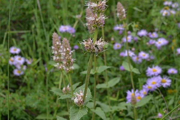 Nettleleaf giant hyssop