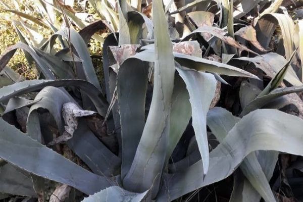 American agave