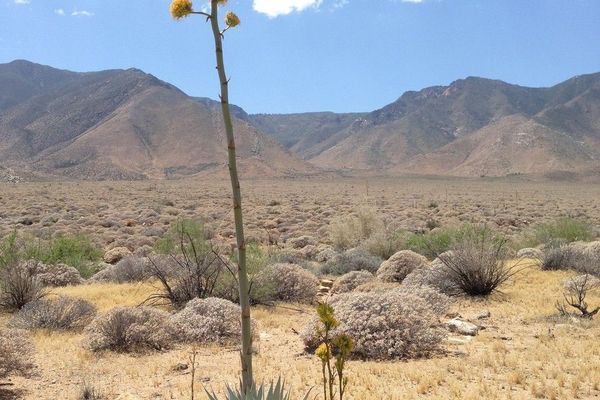 Desert agave