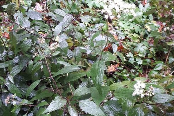 White snakeroot