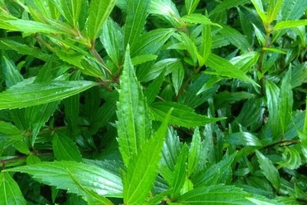 Creeping croftonweed