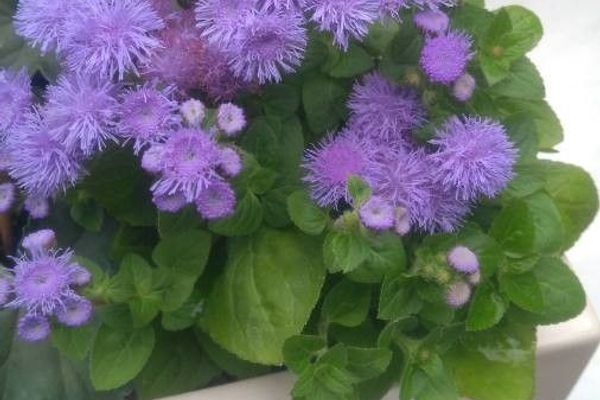 Mexican ageratum