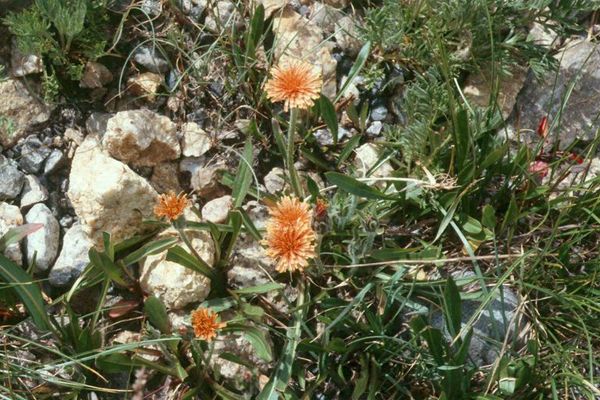 Mountain agoseris