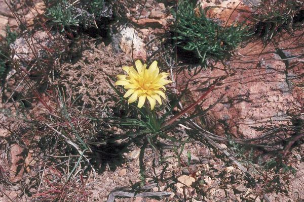 Prairie agoseris
