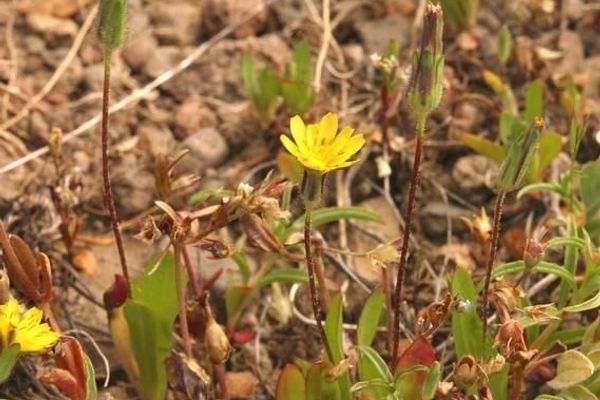 Annual agoseris