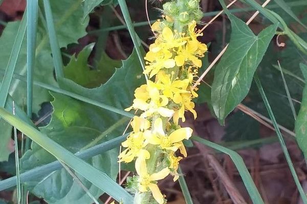 Agrimony