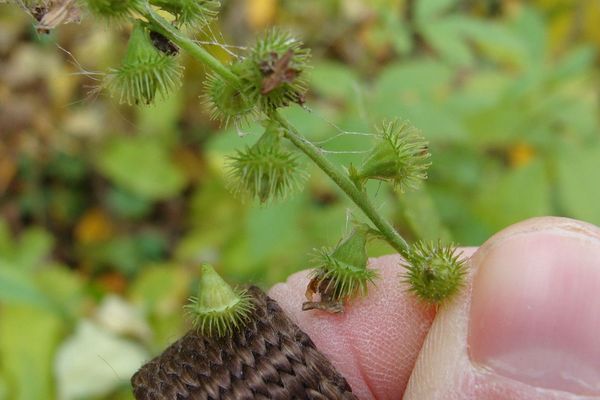 Common agrimony