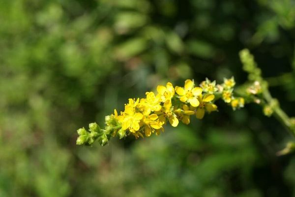 Agrimonia pilosa