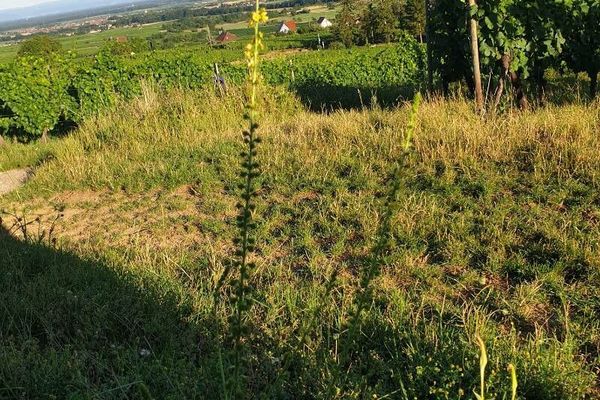 Scented agrimony